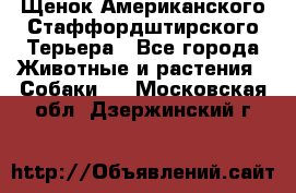 Щенок Американского Стаффордштирского Терьера - Все города Животные и растения » Собаки   . Московская обл.,Дзержинский г.